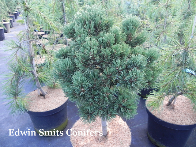 Pinus flexilis 'W.B. 2'